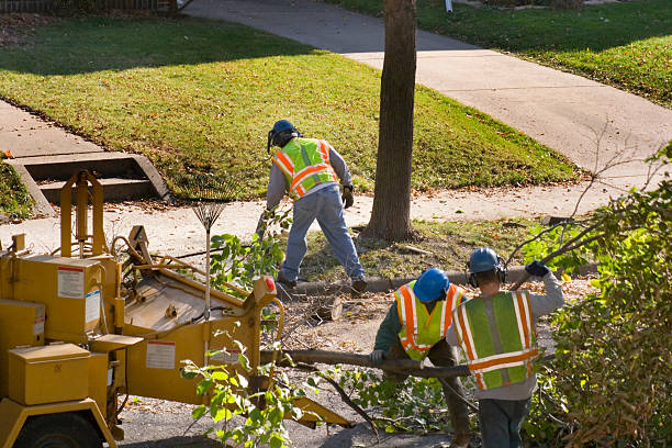 Best Aeration Services  in Scandia, MN