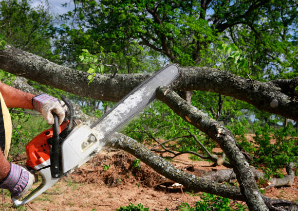 How Our Tree Care Process Works  in  Scandia, MN